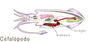 Anatomia e fisiologia dos moluscos Cefalópodes: Brânquias sem cílios, a circulação de água na cavidade palial é