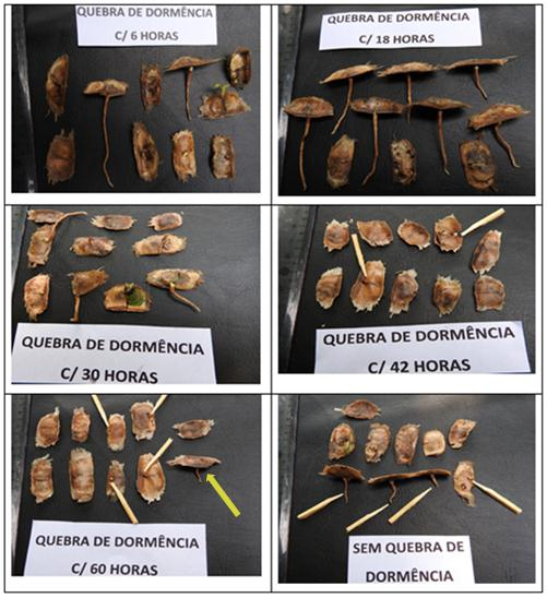Figura 1 - Desenvolvimento das sementes para os diferentes tempos de quebra de dormência. Fonte: Biagolini (2015). Quadro 3 - Sementes germinadas e altura máximo-mínima atingidas.