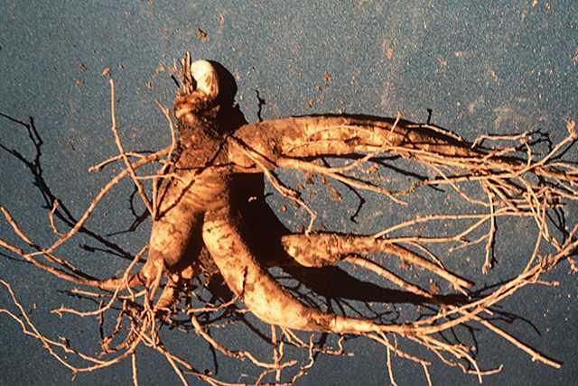 Aspectos botânicos: Se trata de uma planta arbustiva e perene, pertencente a família das Araliaceaes, caracterizada por ter um crescimento lento e uma altura que varia entre 30 e 70cm.
