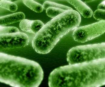 Importância dos Microrganismos em alimentos Microrganismos Patogênicos estão presentes nos alimentos e podem representar um risco à saúde Afetam tanto o homem como os animais]