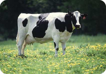 Fontes de Contaminação 7º Vacas Leiteiras Mo s encontrados no leite cru reflexo do úbere não higienizado e do