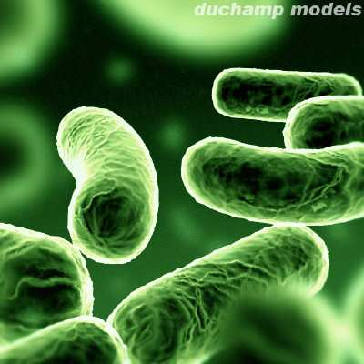 Cosmopolitas Provocam Doenças Bactérias Deterioram