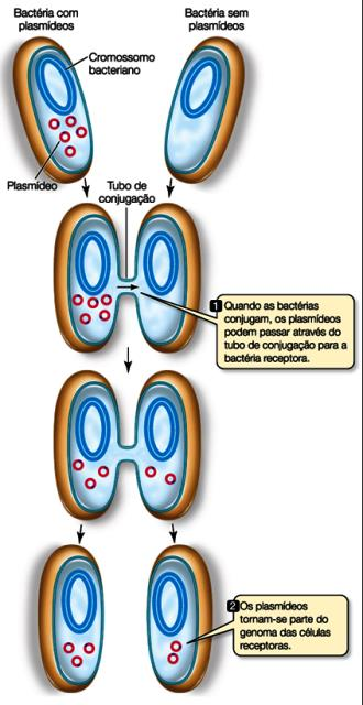 GENÉTICA BACTERIANA CONJUGAÇÃO GENÉTICA BACTERIANA TRANSDUÇÃO