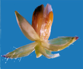 19 a b c Figura 1 - Inflorescência de Brachiaria decumbens. a) parte de um racemo mostrando a disposição das espiguetas em antese.