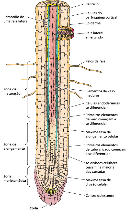 Crescimento de órgãos da planta Crescimento de raízes Na maioria das espécies, a germinação da semente termina com a emergência da radícula através do