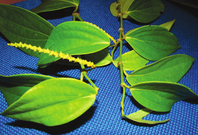 14 Conservação e Melhoramento Genético da Pimenteira-do-reino (Piper nigrum L.) em Figura 1. Cultivar Cingapura. Guajarina Descende da cultivar Arkulam Munda.