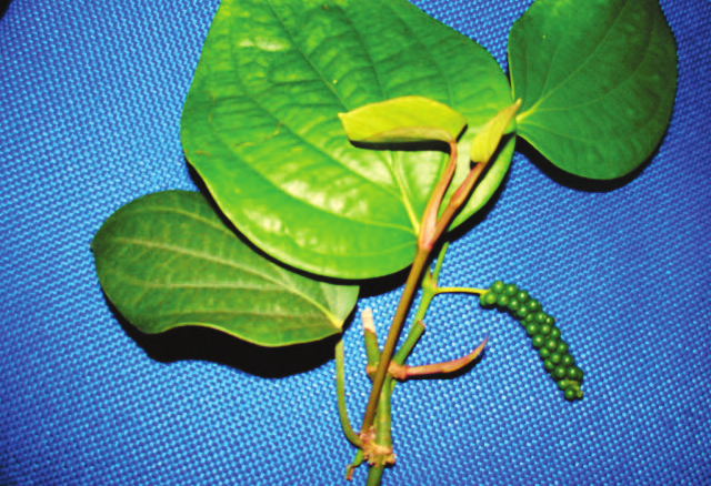 18 Conservação e Melhoramento Genético da Pimenteira-do-reino (Piper nigrum L.) em Recomendação: deve ser cultivada em solos de textura média e bem drenados.