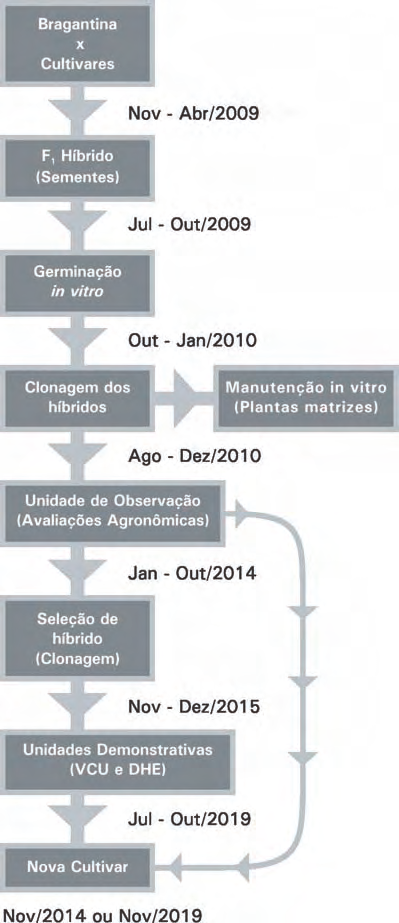 Conservação e Melhoramento Genético da Pimenteira-do-reino (Piper nigrum L.) em 25 Figura 8.