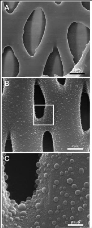 Scanning electron micrographs (SEM) of corn stover fiber surfaces treated with 0.8% sulfuric acid at 150 o C for 20 min. (A) control sample and (B and C) treated samples at different magnifications.