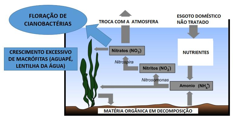 Vale salientar que a amônia pode se transformar em Nitritos e Nitratos, o Nitrito é a forma mais tóxica e o nitrato menos tóxica.