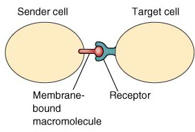 Sinalização intercelular Justacrina envolve duas células em contacto direto células comunicam através de: (i) gap junctions - permitem a passagem direta de moléculas pequenas (iões, metabolitos,