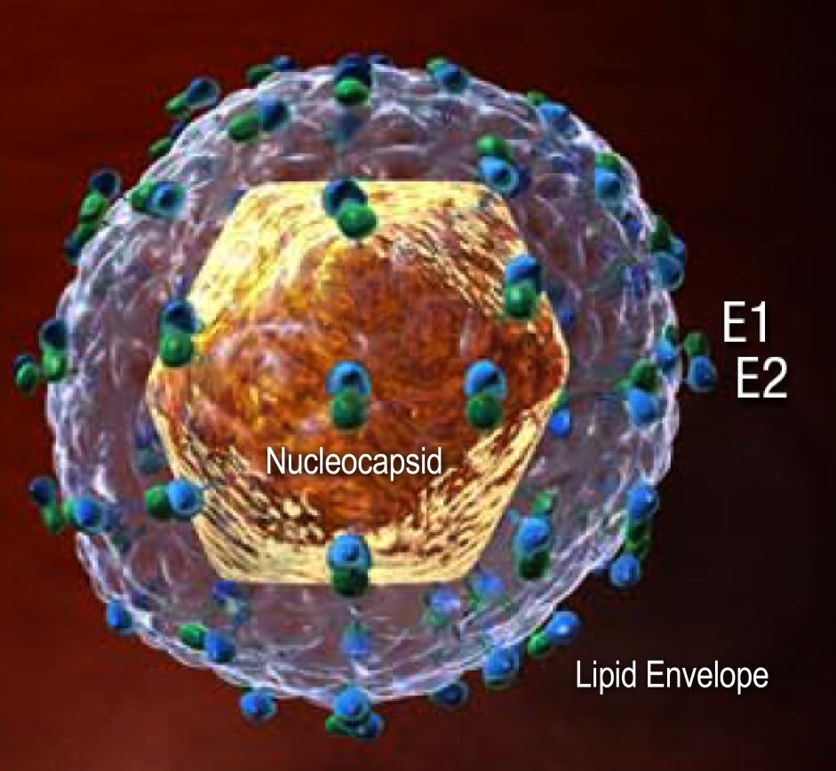 Vírus da Hepatite C 40-70 nm Envelope lipídico Proteínas do envelope E1, E2 Nucleocapsídeo