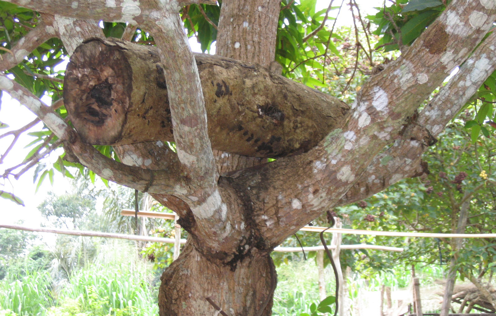 Oficina de meliponicultura (pr.