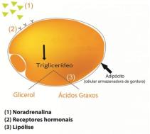 Adipócitos Armazenam gorduras na forma de triglicerídeos Células adiposas ou adipócitos