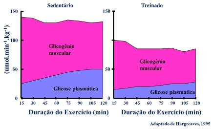 de O 2 e gordura Maior quantidade e tamanho de mitocôndrias Maior atividade enzimática oxidativa (B-oxidação, ciclo do ácido cítrico e CTE) Maior intensidade de exercício Menor liberação de