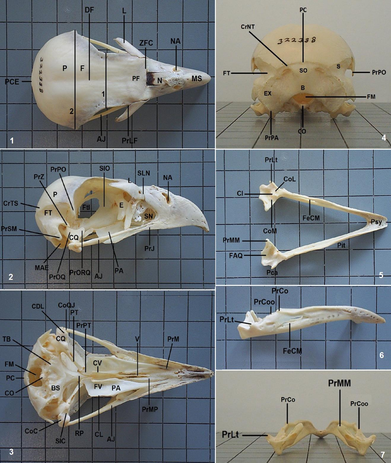 Ciência e Natura v.37 n.2, 2015, p. 218 229 221 Figuras 1 a 7. Vistas do crânio e mandíbula de Caracara cheriway. Notar que o quadriculado da figura tem um centímetro de lado.