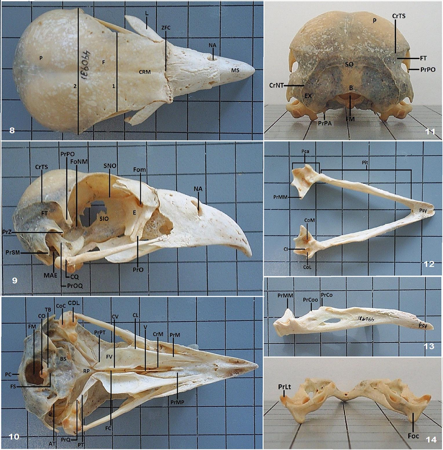 224 Guzzi et al.: Osteologia craniana comparada de Caracara cheriway... Figuras 8 a 14. Vistas do crânio e mandíbula de Caracara plancus. Notar que o quadriculado da figura tem um centímetro de lado.