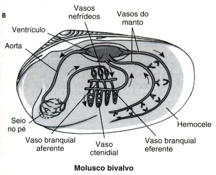 Circulação nos