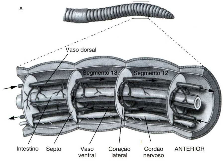Circulação da minhoca (anelídeo) Sistema circulatório fechado Vaso dorsal Cavidade intestinal Ramificação nefridial