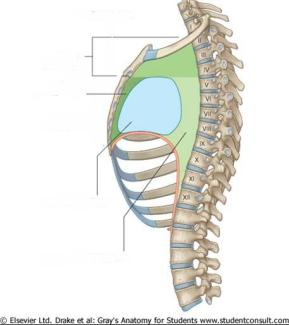 posterior MEDIASTINO MÉDIO