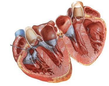 opostas das lâminas parietal e visceral do pericárdio seroso.