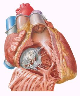 septomarginal Ventrículo direito aberto: vista anterior Morfologia interna: