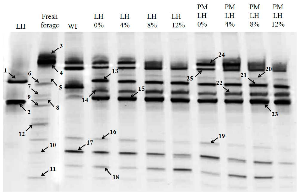 181 By PCR-DGGE analysis, the community of prokaryotes and eukaryotes changed after silage fermentation (Figures 7 and 8). It can be observed that the inoculated L.