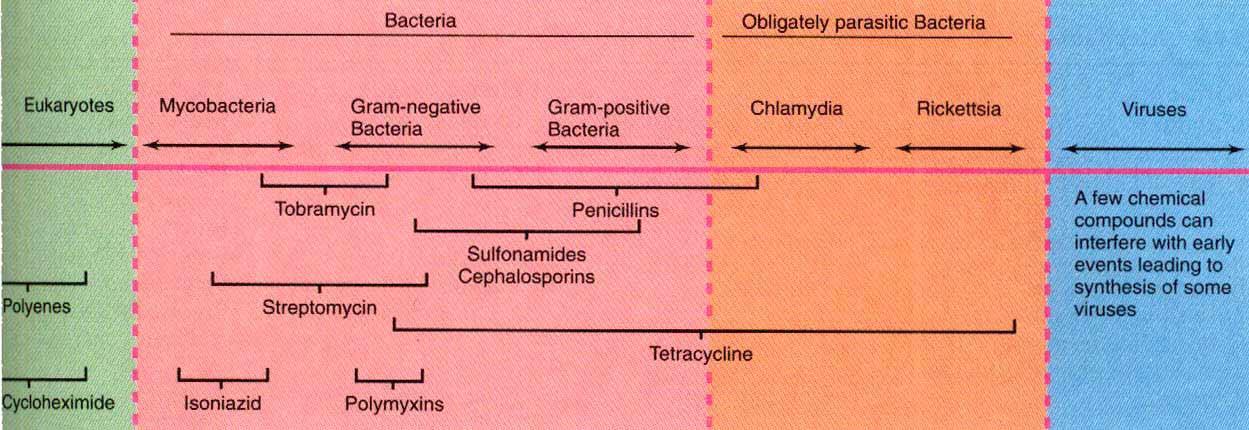 Exemplos de diferentes drogas antimicrobianas, classificadas de acordo com o espectro de ação. (Adaptado de Madigan et al.
