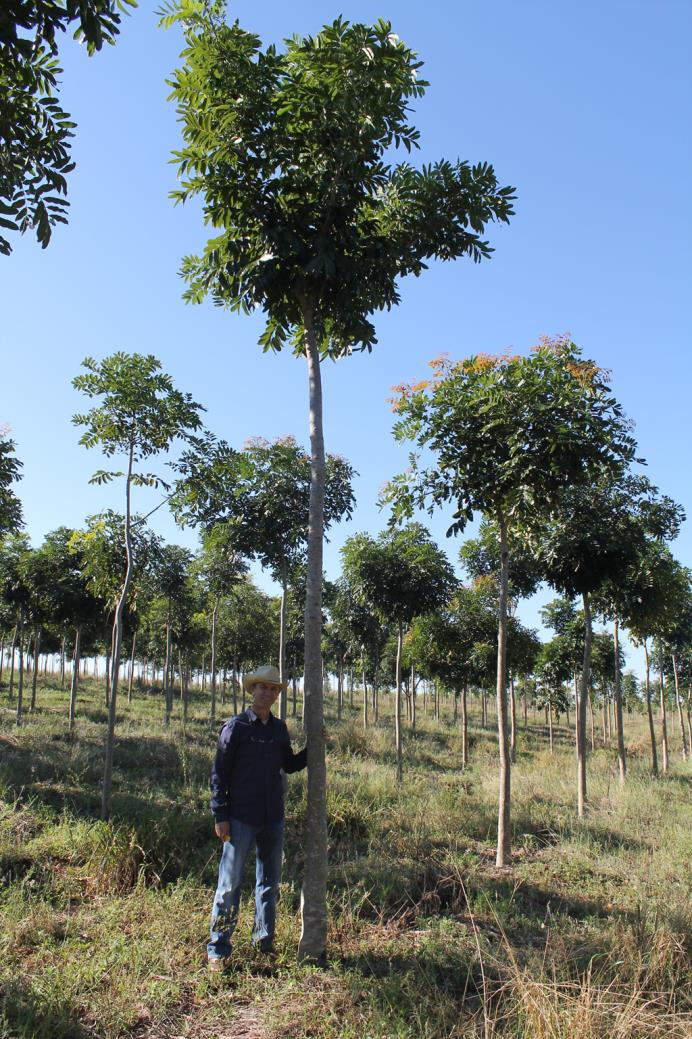 Incremento em altura 20% das árvores tiveram