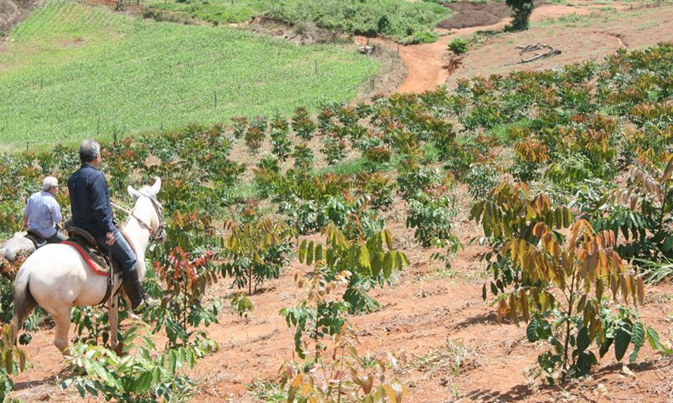 Incremento inicial em altura Mais de 50% das árvores cresceram acima de 0,85 cm ao dia.