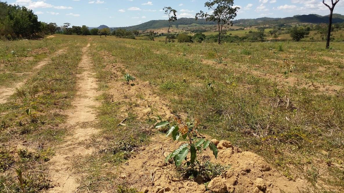 Idade Primeiro lote com 2 meses Meta do projeto 50 hectares ao ano Plantios 100%