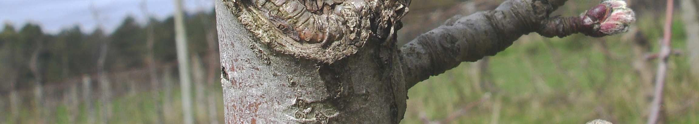 Ferida provocada pelo cancro em ramo de macieira NESPEREIRA DO JAPÃO PEDRADO (Fusicladium eriobotryae (Cavara)) Nesta espécie, à semelhança da macieira, existe uma grande diferença, tanto na data da