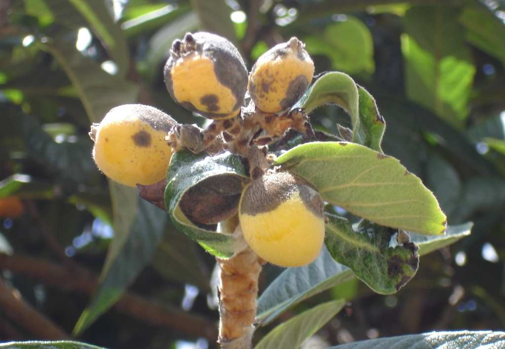 Para as plantas sensíveis, o primeiro tratamento deve ser feito antes da floração, ao aparecimento de botões - que já se verifica nesta altura em algumas plantas ou variedades mais precoces.