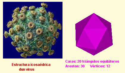 Icosaedro: 20 caras (triángulos equiláteros)