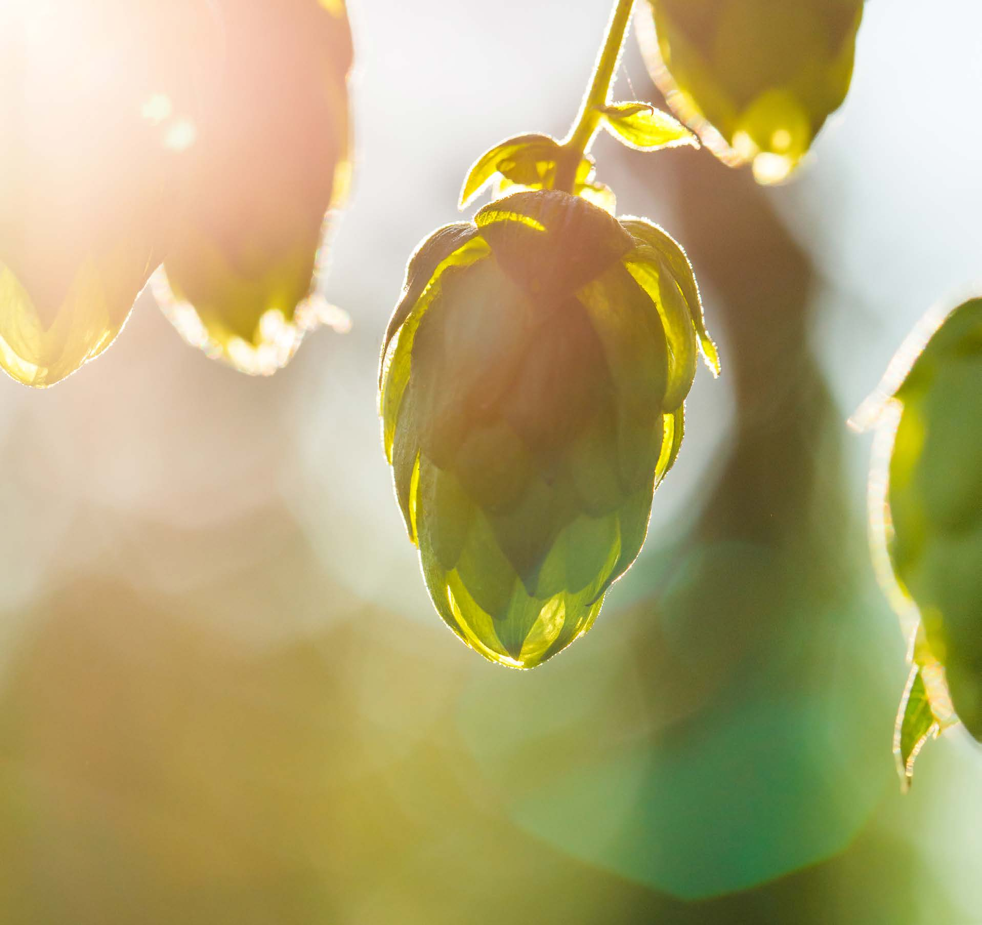 FUTURO DA ALIMENTAÇÃO Produtores de alimentos verticais que usam uma fração de