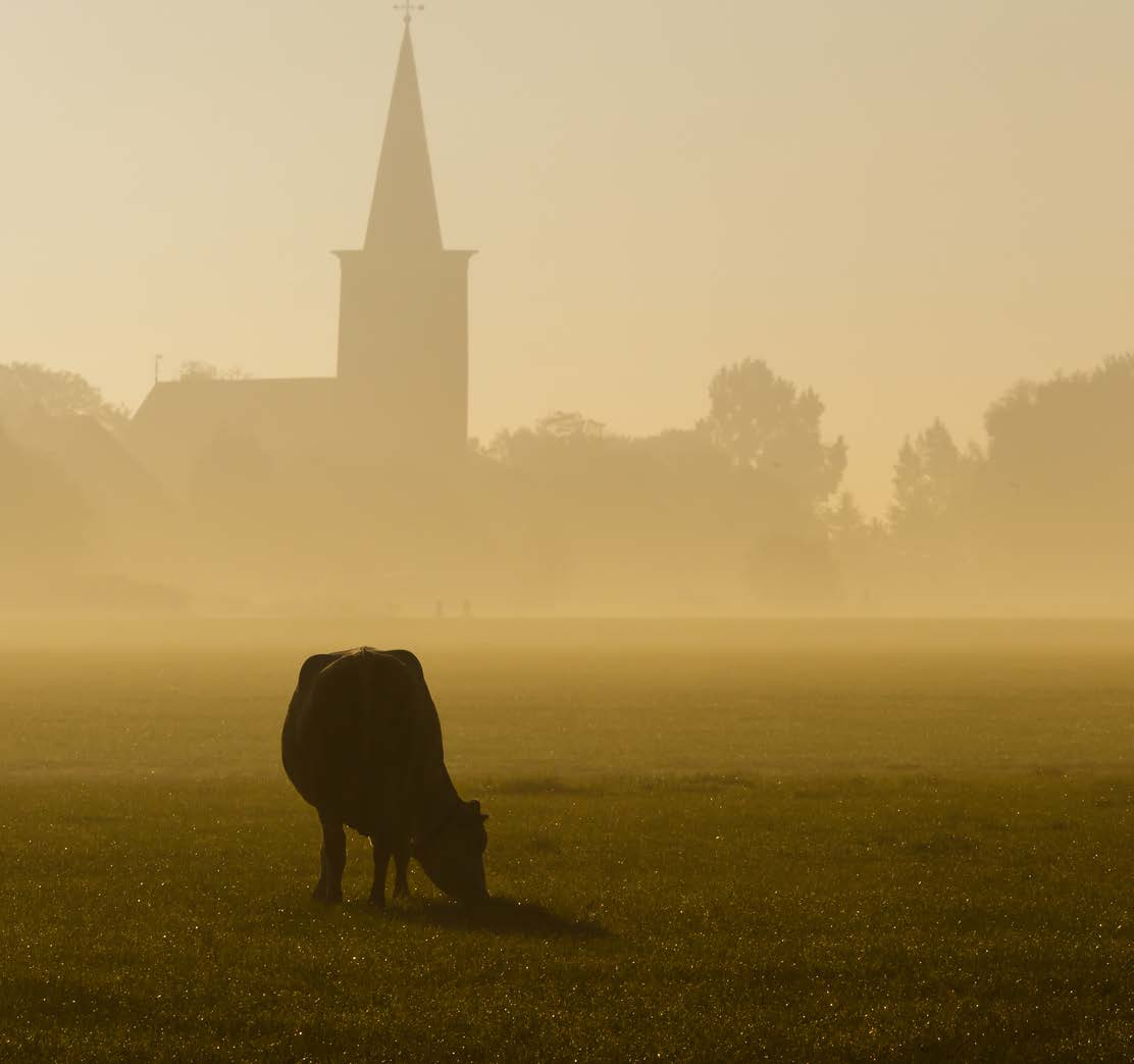 SUSTENTABILIDADE 2ª PREVISÃO OS HAMBÚRGUERES SERÃO PRODUZIDOS COM A CARNE DE VACA DE SUA PREFERÊNCIA Operações do campo ao consumidor, de carnes orgânicas, nos permitirão