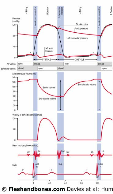 Os gráficos conjugados são semelhante nos dois lados do coração, variando as pressões, sendo no lado esquerdo 8-10 a 120 mmhg e no lado direito 6-8 a 30 mmhg Fase de contracção isovolumétrica: o