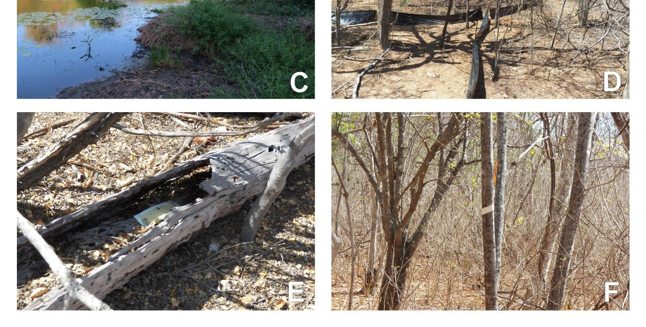 Ceará: A e B - caatinga arbustiva associada a ambiente rochoso; C -
