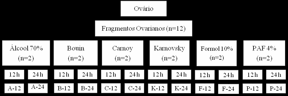 Efeito do tipo fixador e tempo de fixação na morfologia de folículos pré-antrais ovarianos bovinos divididos em 12 fragmentos com aproximadamente 9 mm 3 (3x3x1 cm) foram retirados do córtex de cada