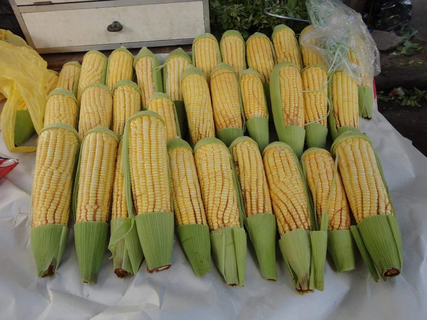 MICROPROPAGAÇÃO CULTIVO IN VITRO DE EMBRIÕES DE MILHO O milh (Zea mays) é um cereal da família Graminaceae riginária d cntinente american e atualmente cultivada em quase td mund.