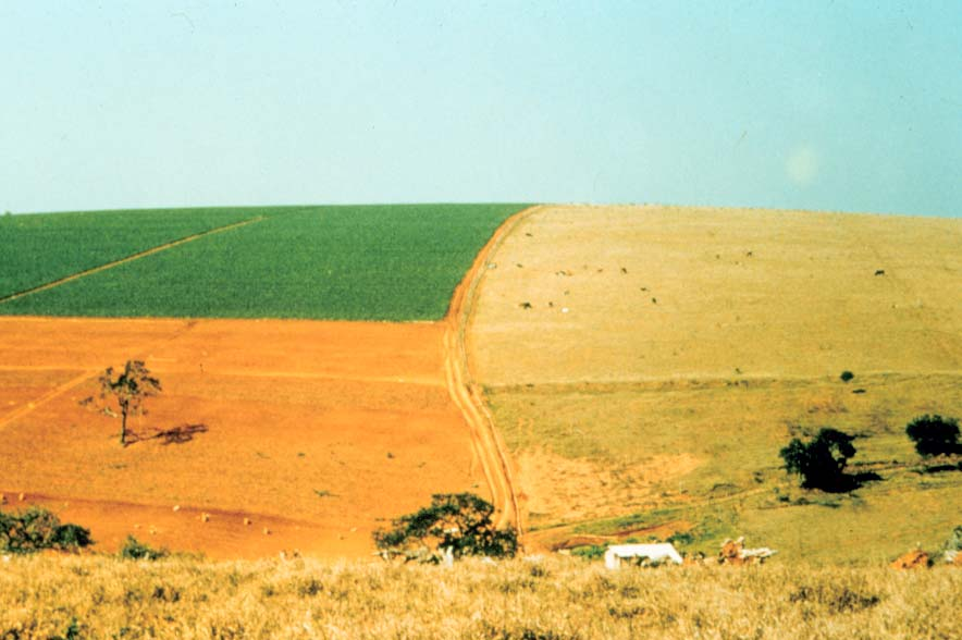 Figura Área de produção de batata no sul de Minas Gerais, onde o produtor vem adotando a rotação de culturas com pastagem,