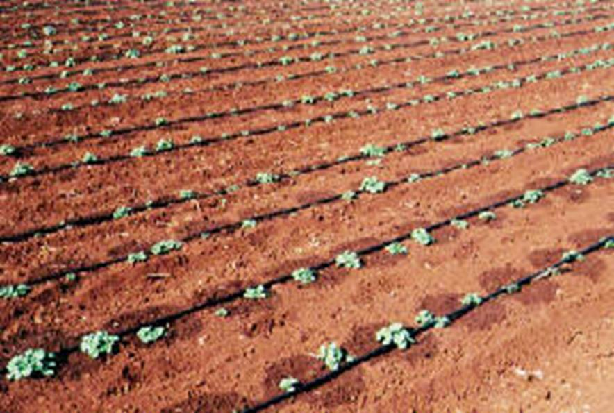 Tabela Método de irrigação via pivô central na cultura da batata,