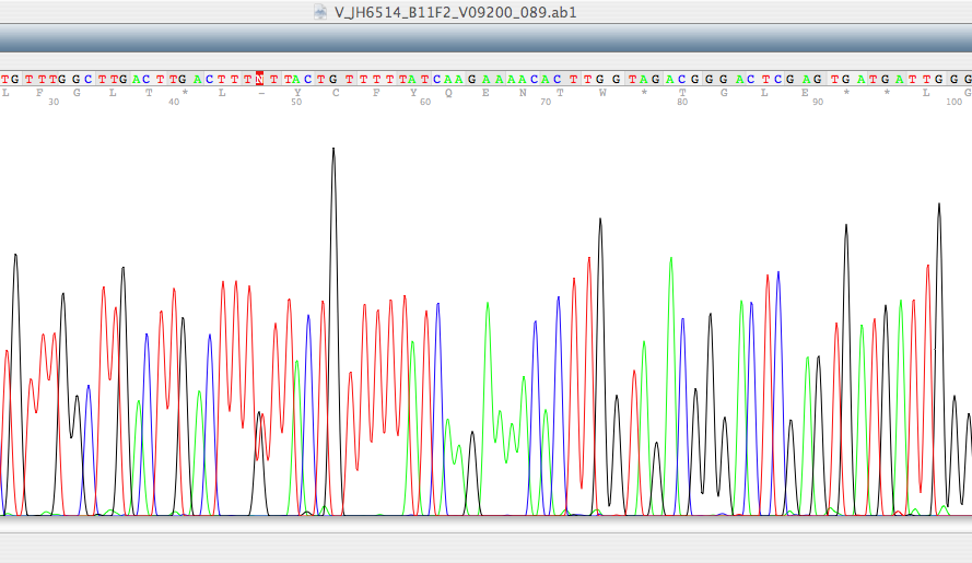 DNA sequencing The products of the sequencing reaction are separated on a gel mixture that can separate fragments by one base