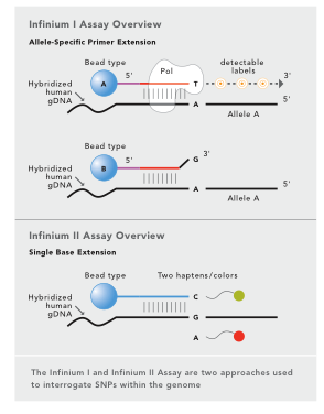 Illumina Infinium