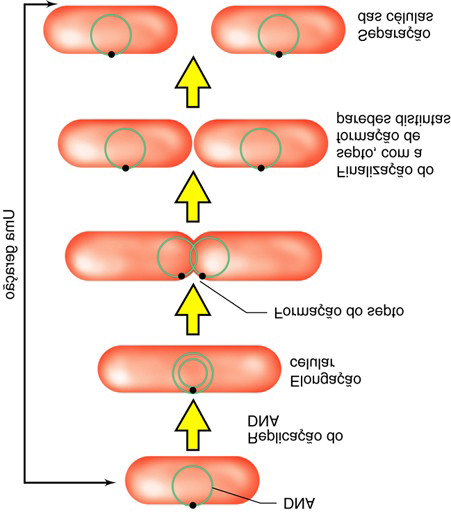 Crescimento celular e fissão binária As bactérias dividem-se em duas por fissão binária e aumentam o seu número de forma geométrica em que a sua