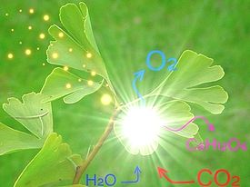 FOTOSSINTÉTICOS captam a luz para converter CO 2 e H