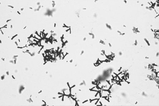 microrganismos síntese de ácidos e bacteriocinas Bifidobacterium spp.