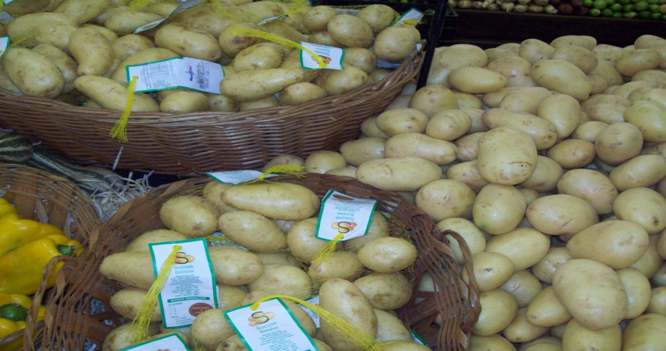 Foram trabalhadas dezoito variedades de batatas francesas, para diversos usos culinários, com testes de campo e dessas variedades, as que se destacaram para o consumo de mesa, oito foram avaliadas em