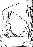 43 FIG. 4 Articulação da vogal alta oral [i] FIG. 5 Articulação da nasal palatal [ ] Fonte: Laver, 1994, p.291 Fonte: Laver, 1994, p.