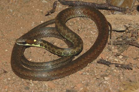 Chironius exoletus (cobra-cipó), Colubridae.